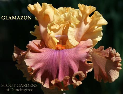Photo of the bloom of Tall Bearded Iris (Iris 'Glamazon') posted by ...