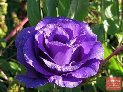 Эустома крупноцветковая (Eustoma grandiflorum) — описание, выращивание ...
