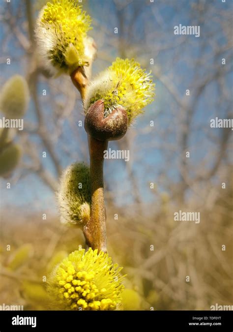 Willow Blossom In Spring Beautiful Pussy Willow Flowers Branches Stock Photo Alamy