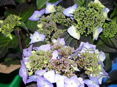Твист энд шаут гортензия - фото и картинки: 43 штук