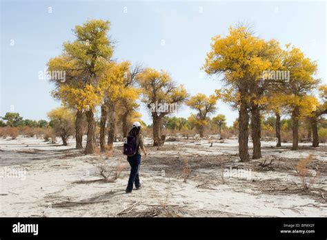 China Xinjiang Province Taklamakan Desert Trees Stock Photo Alamy