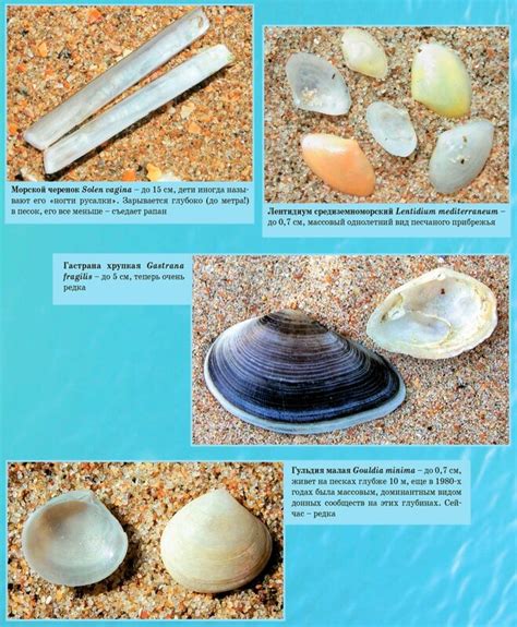 Коллекция ракушек. 7 советов и 50 фотоподсказок: leninka_ru — LiveJournal