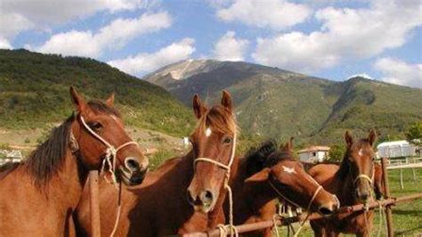 Cavallo Del Catria La Fiera Della Rinascita La Repubblica