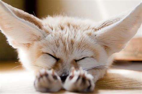 Fennec Fox: Probably the Most Adorable Fox on the Earth - Design Swan