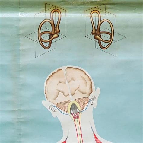 Sense Of Hearing And Balance Equilibrum Wall Chart Medical Poster For