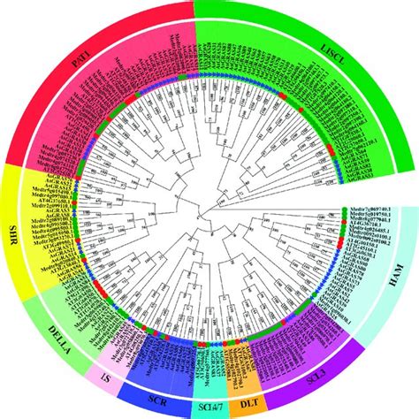 Phylogenetic Tree Of Arabidopsis Avena Sativa And Medicago Truncatula