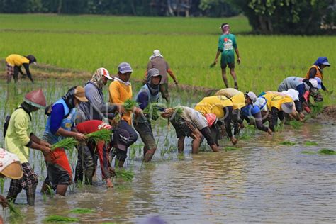 Pertanian Sumbang Pdb Kuartal Iii 2022 12 91 Persen Antara Foto