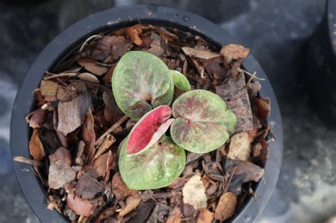 Caladium bulbs - TC garden