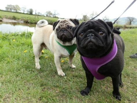 Pug Exercise - How Much Exercise Do Pugs Need? | Lucky Pug