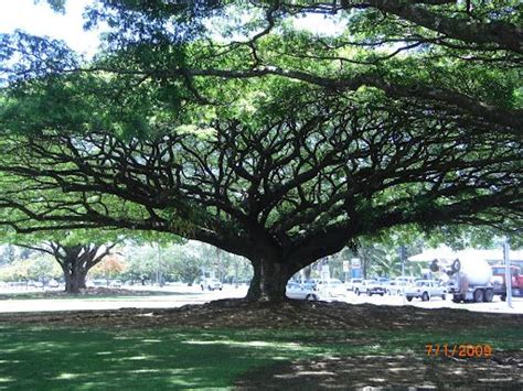 Canopy Trees In Hawaii Originally Brought Over From Africa Canopy