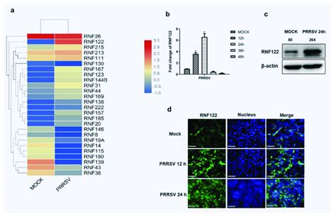 Porcine E Ubiquitin Ligase Rnf Was Up Regulated After Prrsv