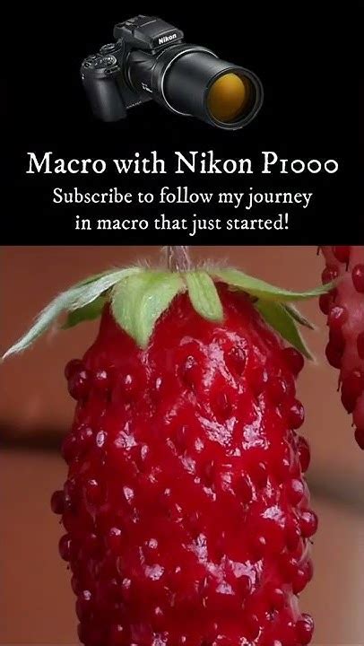 Trying Macro Photography With Nikon P1000 Shorts Youtube