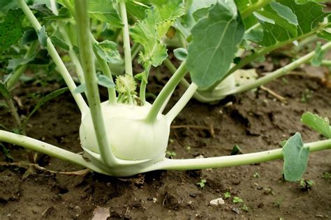 What Is Kohlrabi How To Plant Grow And Harvest Kohlrabi Gardeners