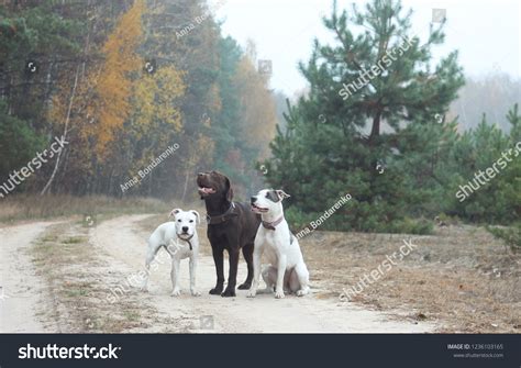 pit bull  family images stock  vectors shutterstock