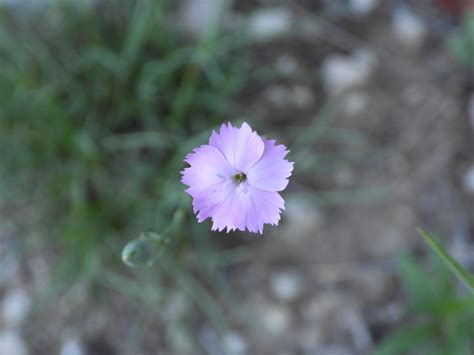 Fleur Gérard Daviaud Flickr