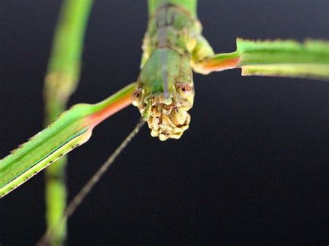 World’s Longest Insect Discovered And It S The Size Of A Small Branch