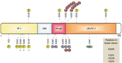 Estrogen receptor ? in breast cancer cells. ER? is organized in... | Download Scientific Diagram