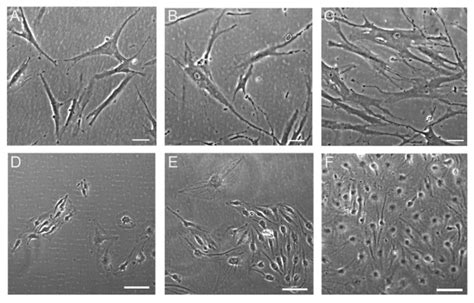 Cell Culture Media Affect The Morphology Of Hmsc The Hmsc A B C