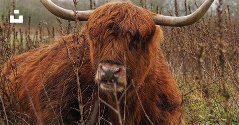 A bull with large horns standing in a field photo – Free Den haag Image ...