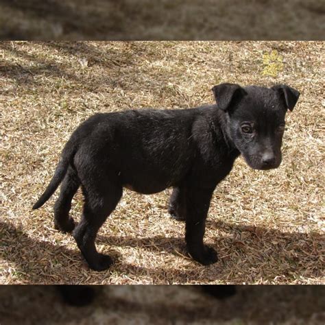 Patterdale Terrier Puppies for Sale | Lancaster Puppies