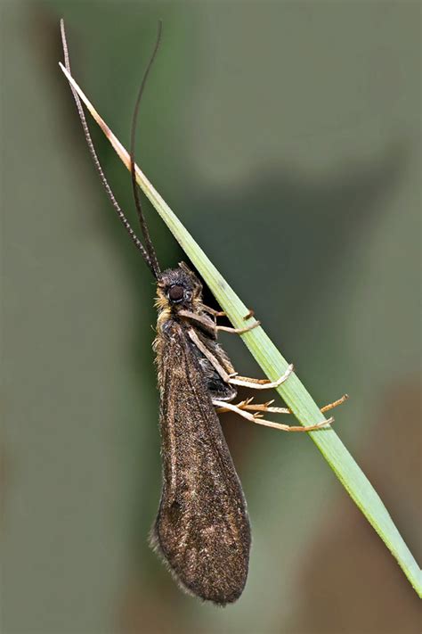 Bestimmungshilfe des Lepiforums: Trichoptera