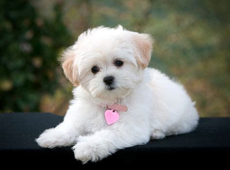 Adorable Maltese Poodle Puppies for Sale