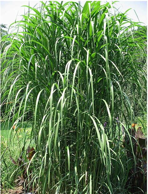 Miscanthus Giganteus Jubilaris Интернет магазин цветов и растений