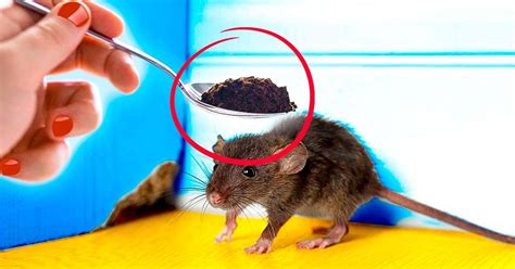 Comment Loigner Les Rats De La Maison Une Fois Pour Toute Astuces