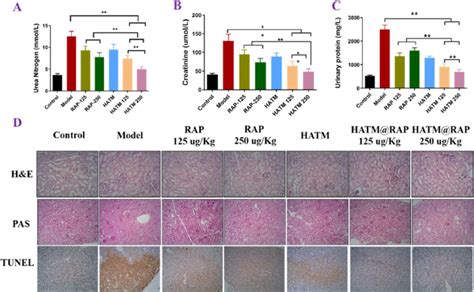 Hatm Rap Could Improve Renal Function In Renal Iri Rats Ac