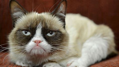 Grumpy Cat's owner quit her day job, but denies claim the crabby feline ...