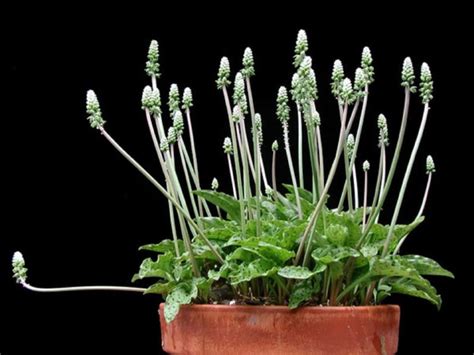 Дримиопсис пятнистый и ледебурия Кирка: уход в домашних условиях, фото ...