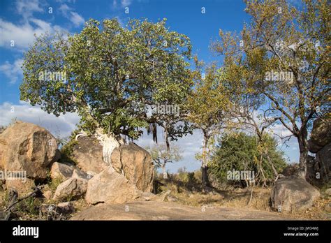 Bushveld landscape with a small granite koppie and rock fig (Fucus abutilifolia) in the Kruger ...