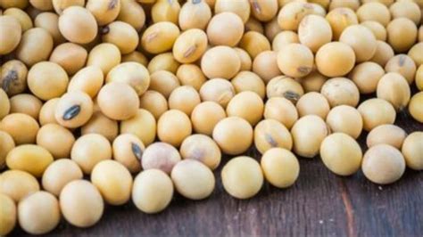 Soybean Price महाराष्ट्र के सोयाबीन उत्पादक क‍िसान परेशान जान‍िए मंड‍ियों में क‍ितना है दाम