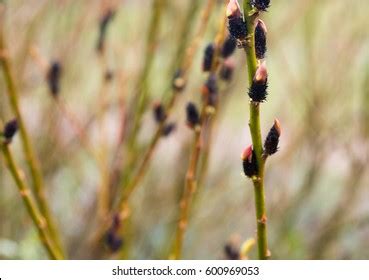 Rose Gold Pussy Willow Images Stock Photos Vectors Shutterstock