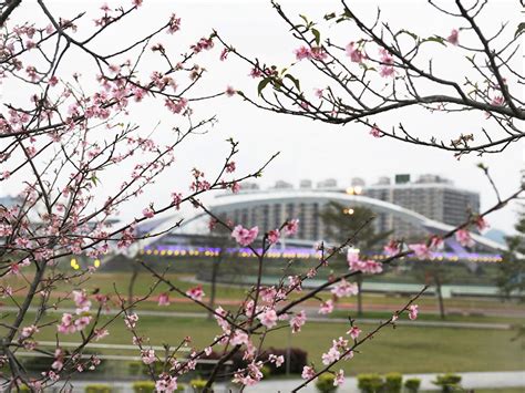 新北蒔花好綻－花見櫻花季：賞櫻景點－新店陽光運動公園