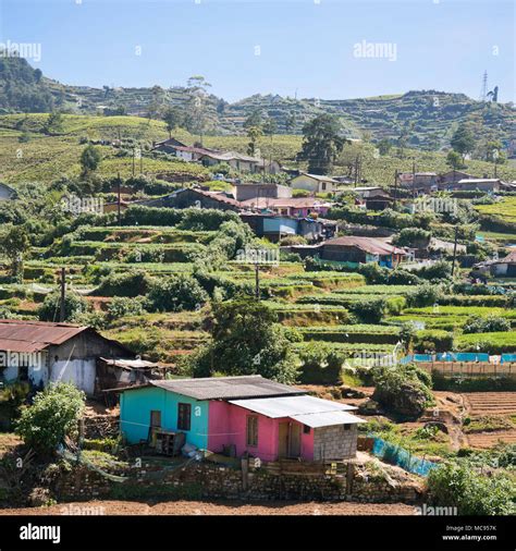 Square View Of A Small Village In The Tea Plantations In Nuwara Eliya