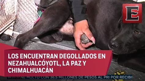 Perros Mutilados En Edomex Habrían Sido Utilizados En Ritos Satánicos Youtube