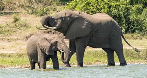 Uganda Wildlife Viewing Safari | Uganda Safaris Tours | Uganda Tours