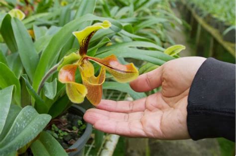 Saiba como cuidar de orquídeas