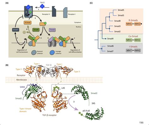 Structural Determinants Of Smad Function In Tgf β Signaling Trends In Biochemical Sciences