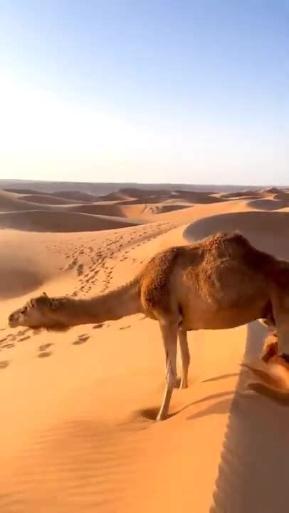 Dromedary Technique For Climbing Dunes