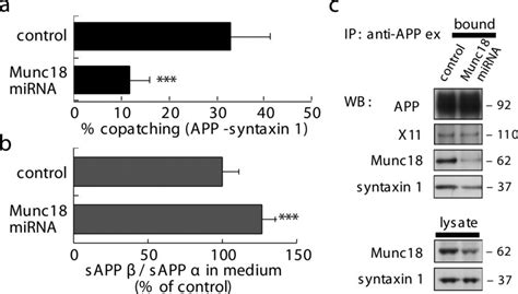 Munc18 is required for APP–syntaxin 1 copatching and regulates β ... 