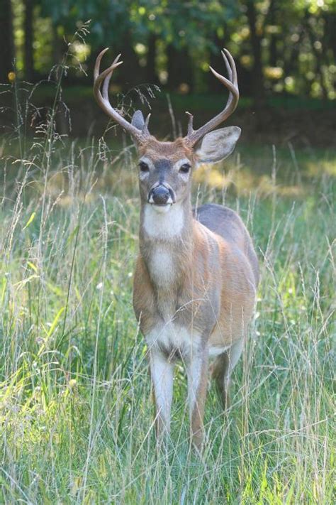 Deer Overview Interaction With Humans Decline In Bird Species