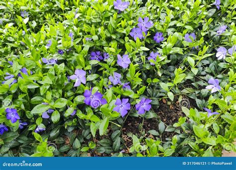 Purple Blue Flowers Of Periwinkle Vinca Minor In Spring Garden Vinca