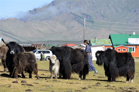 Yak Herding Cultural Experience » Fairfield Guesthouse Café Bakery & Travel