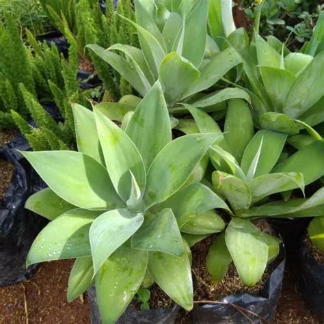 Jual Tanaman Hias Agave Siklok Shopee Indonesia