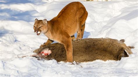 Cougar (Mountain Lion) Habitat - Animal Sake