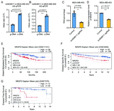 Rs Affects Gene Expression Of Nr F A B Allele Preference In