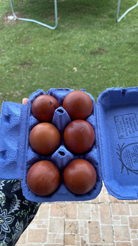 Lot de 6 Œufs fécondés de Marans BCC et NCC noir à camail cuivrée Club