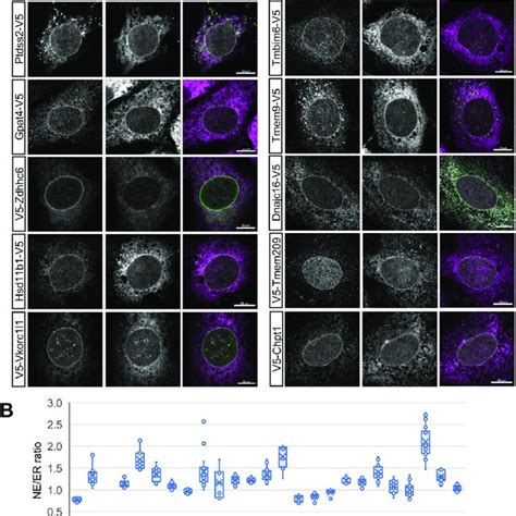 Proteins Analyzed By Immunofluorescence Targeting Assay Download